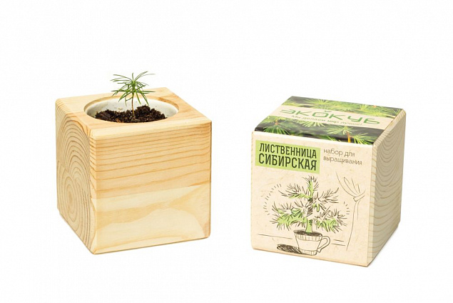 Набор для выращивания «Экокуб», лиственница сибирская с логотипом в Москве заказать по выгодной цене в кибермаркете AvroraStore
